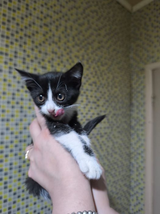 Котенок в добрые руки