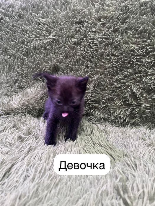 Хорошенькие котята