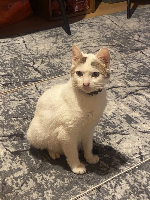 Donez pisoi extrem de iubitor