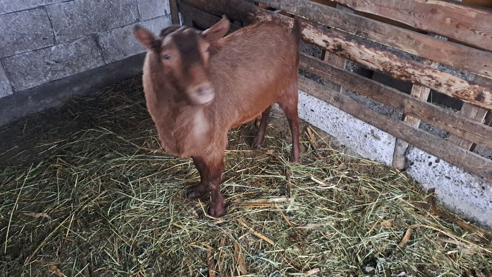 Vand sau schimb cu  oaie/berbec,capra, țap murciano de 3 ani