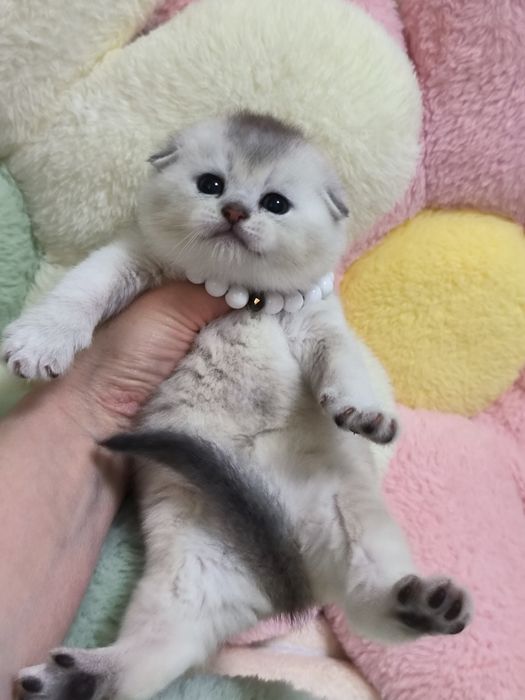 Котята от правильной вязки