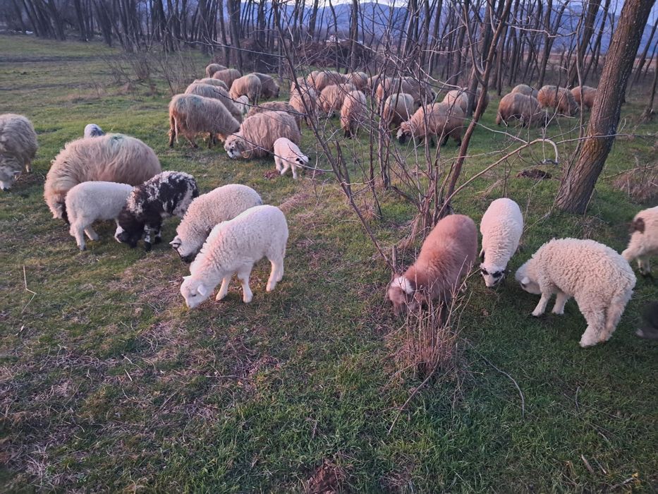 Oi de vînzare cu miei și un berbec