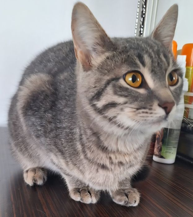 КОТЯТА ждут семью !!!