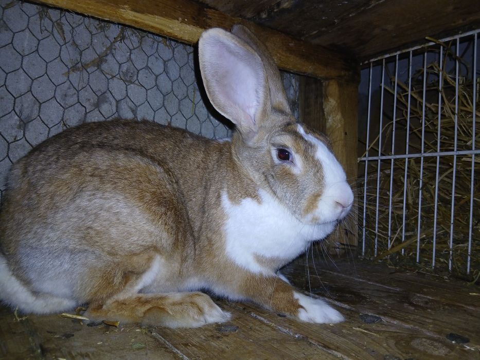 Iepuri hycole francez gulerati