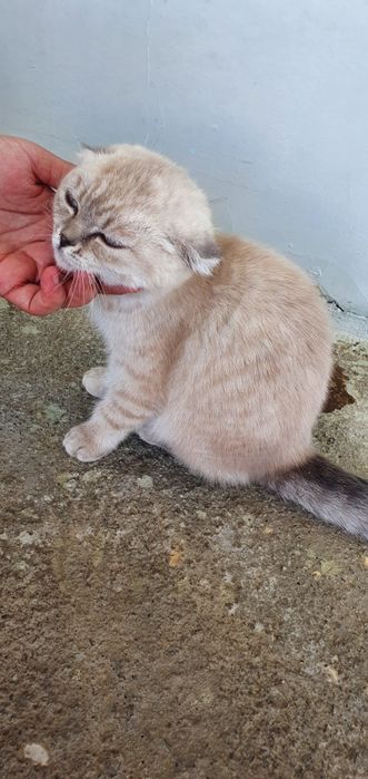 Skotich fold zoti asl zot ota onasi aniq
