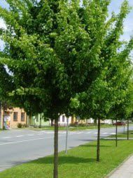 Ясен дарахт кўчалари сотилади