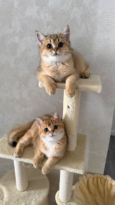 Котята Золотые Шиншиллы
