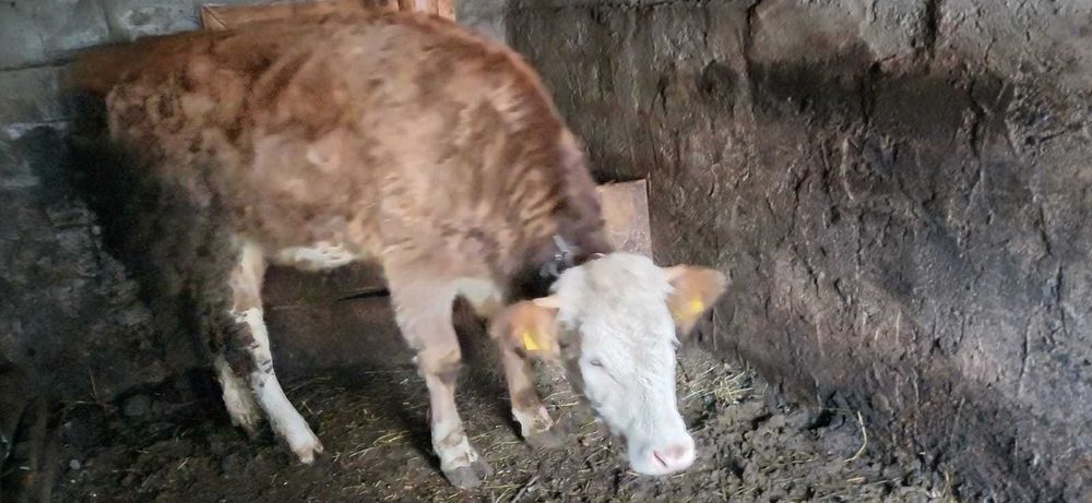 Vitica de 1 an si doua luni