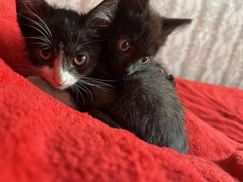 Отдам котят в хорошие руки