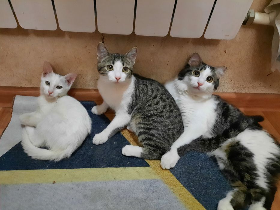 Молодой кот 7 месяцев