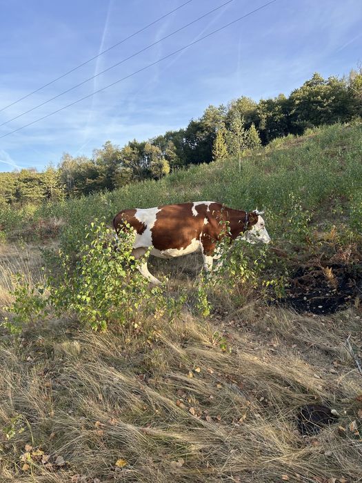 Vand vaca baltat romaneasca
