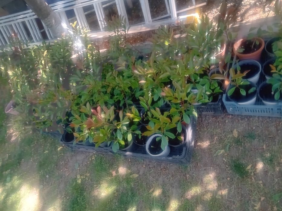 Photinia red Robin gard viu.