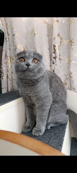 Продается кошка скоттиш фолд
