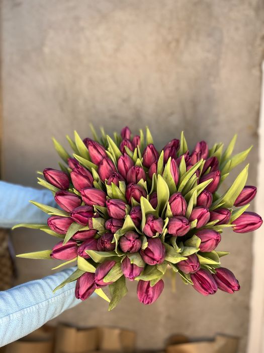 Тюльпаны оптом к 8 марта