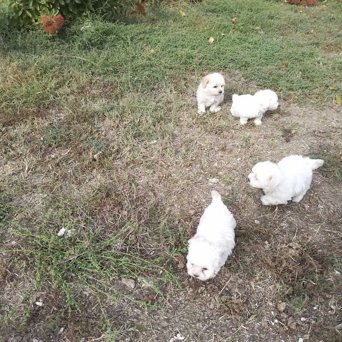 Vand bichoni bolonezi, 6 săptămâni,deparazitați și jucăuși