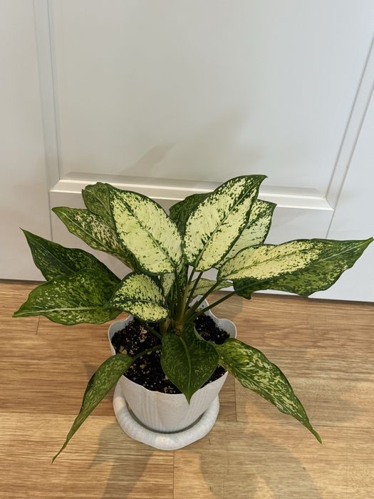 Аглаонема 10000 тенге