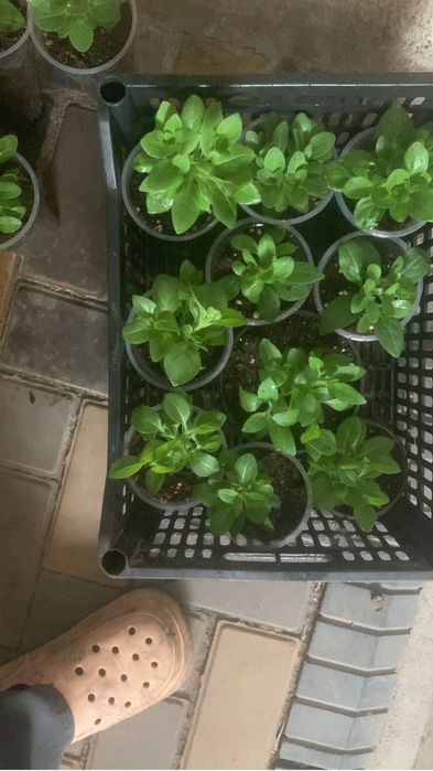 Ампельная петуния