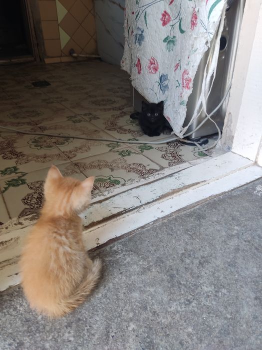 Mushuk bolalari 2 ta Syamski