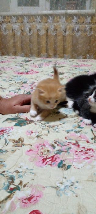 Отдам котят бесплатно