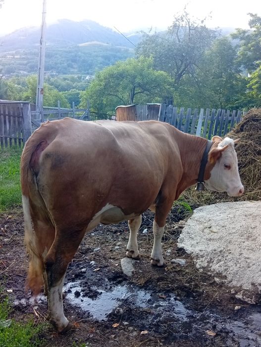 Vând juninca la prima fătare cu vitel