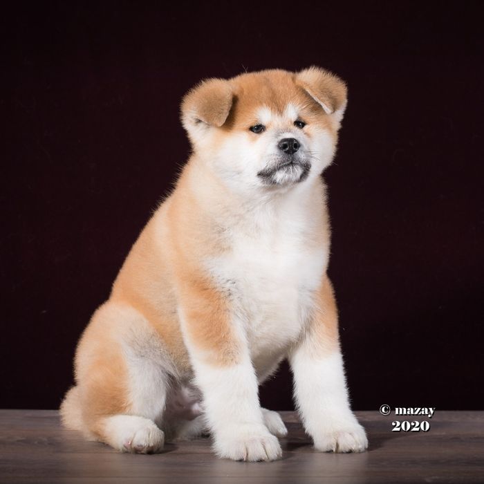 Кобель японской акиты ину