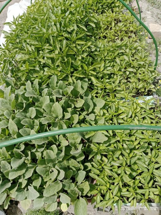 Продам качественную  рассаду.