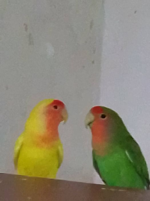 Неразлучники розовощекие