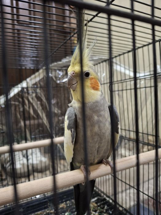 Карелла птицы продаётся