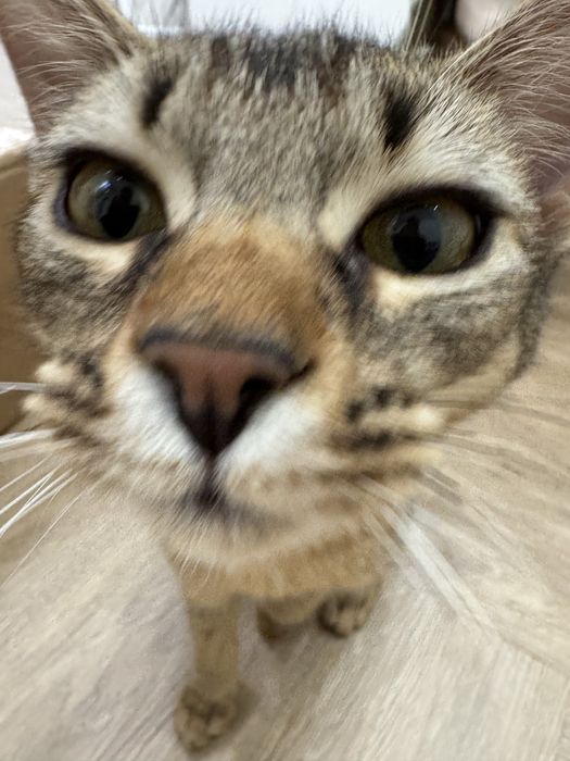 Аббесинская кошка, 6 месяцев