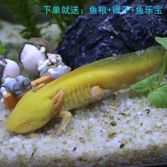 аксолотль аквариумный