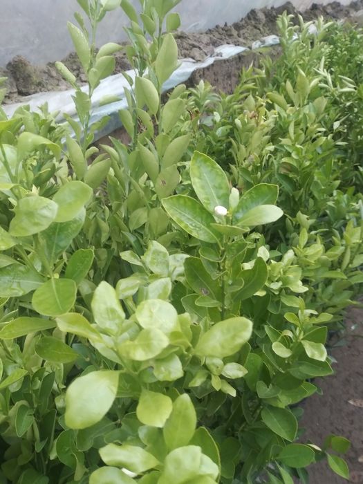 лимон кучатлар Ташкент сорт.