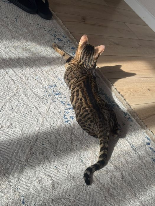 Продаю бенгальского кота