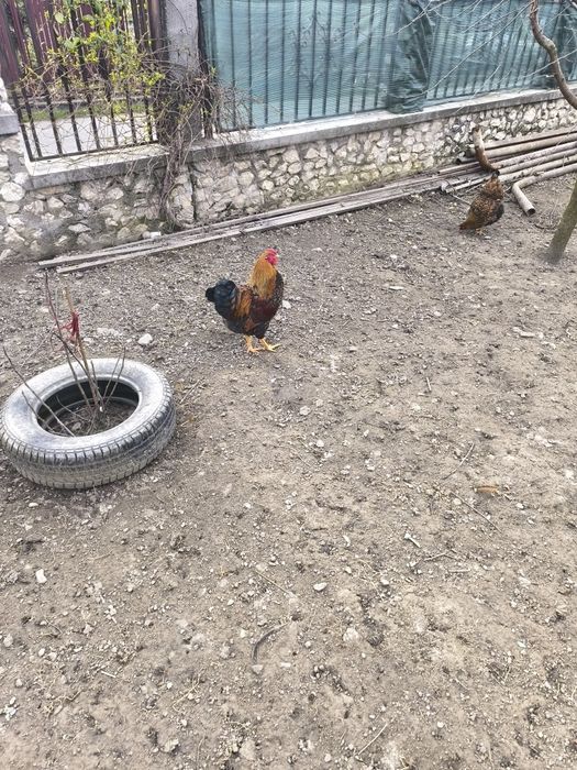 Cocoș wyandotte gsg 2025