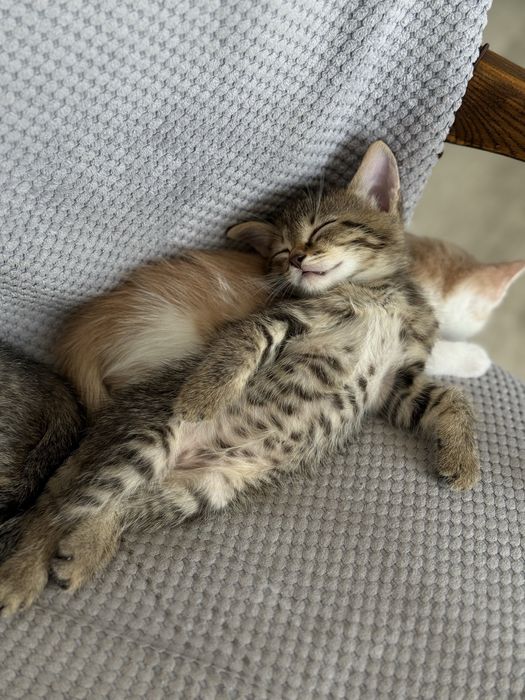 Отдам котят в добрые руки