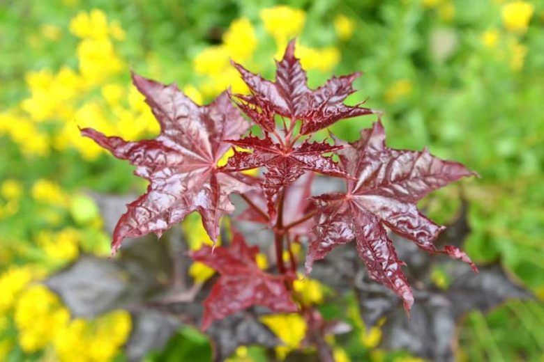 Acer crimson king в саксия