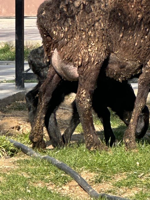 Козылы койлар сатылады