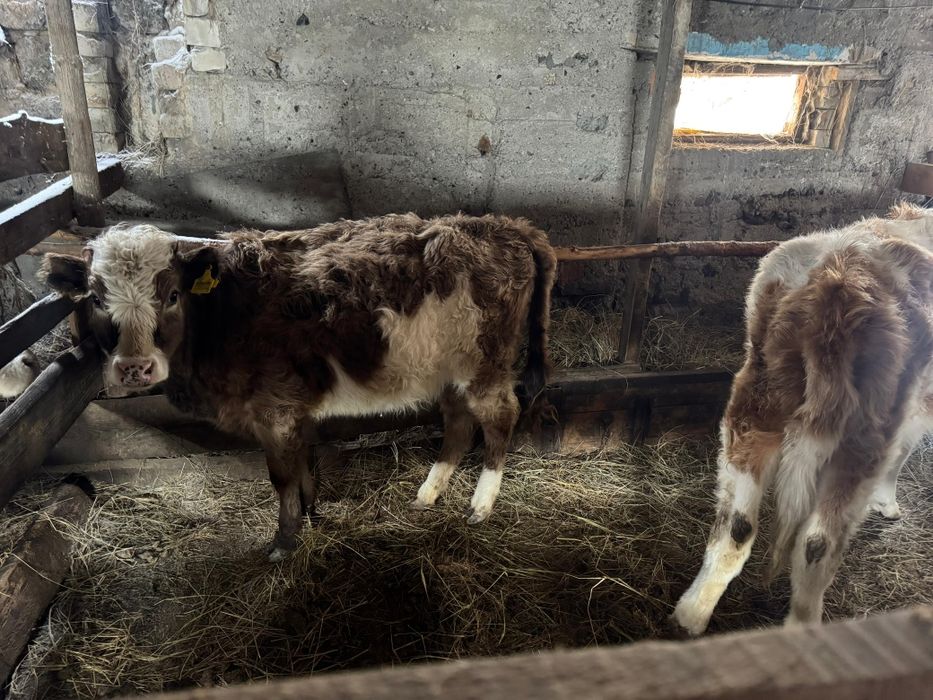 10 айлык бызаулар