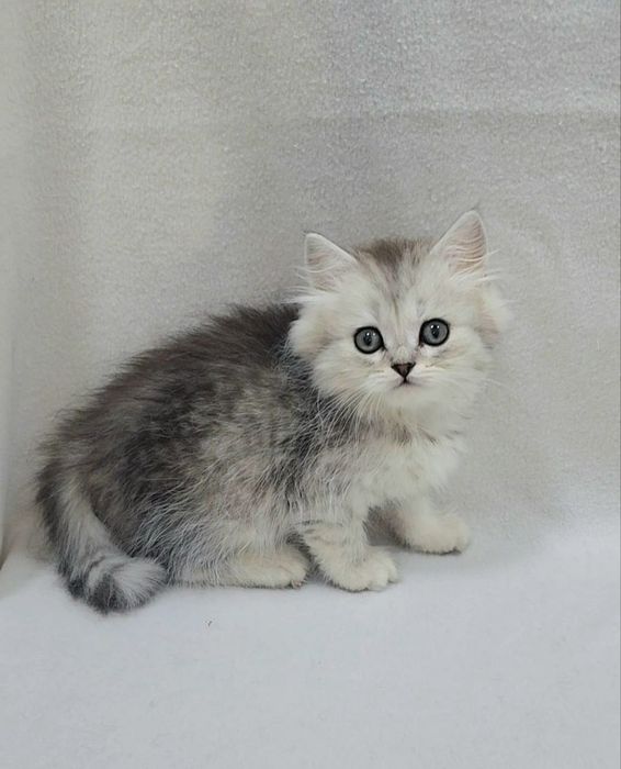 Мальчик скоттиш страйт серебристая шиншила