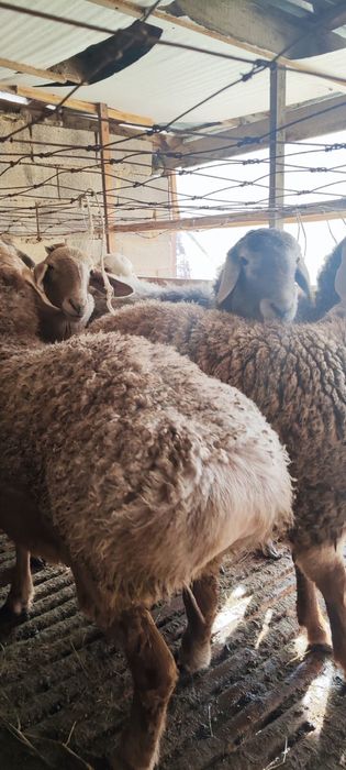 Токты Арашан пародасы