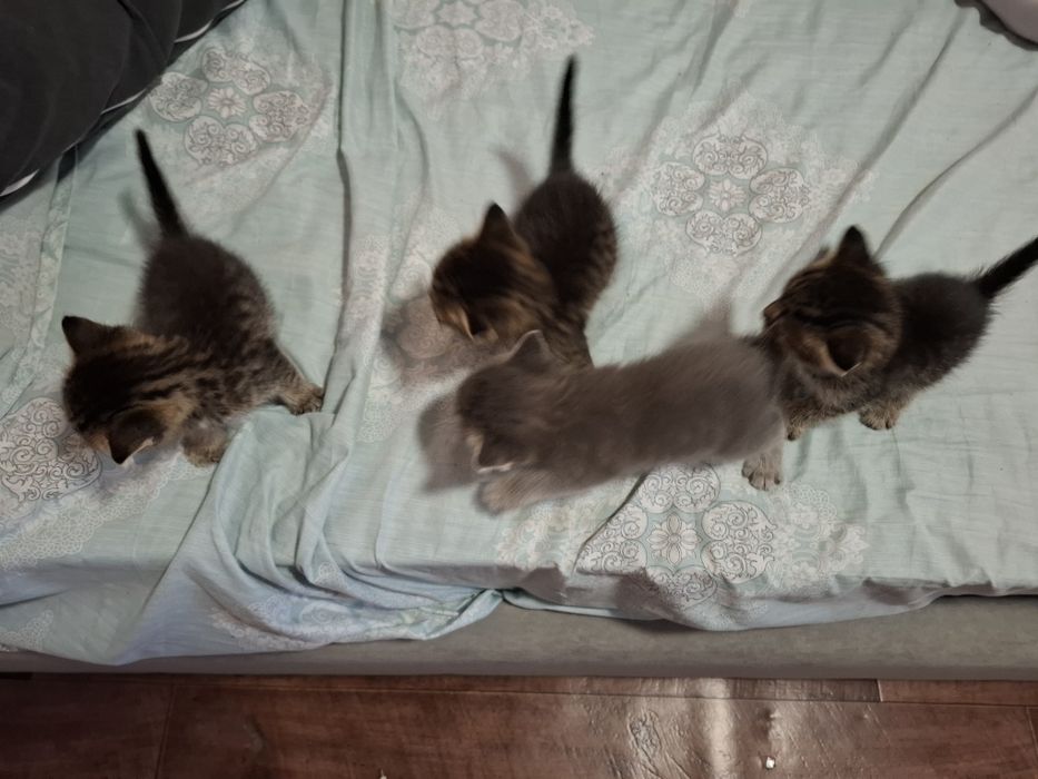 Отдаю котят в добрые руки.