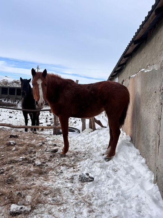 Породист  жылқы сатам
