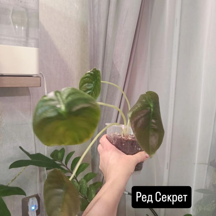 Продам комнатные цветы