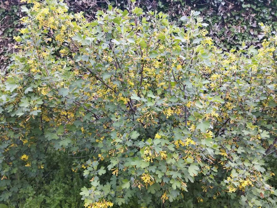 Продаются саженцы красной и черной смородины