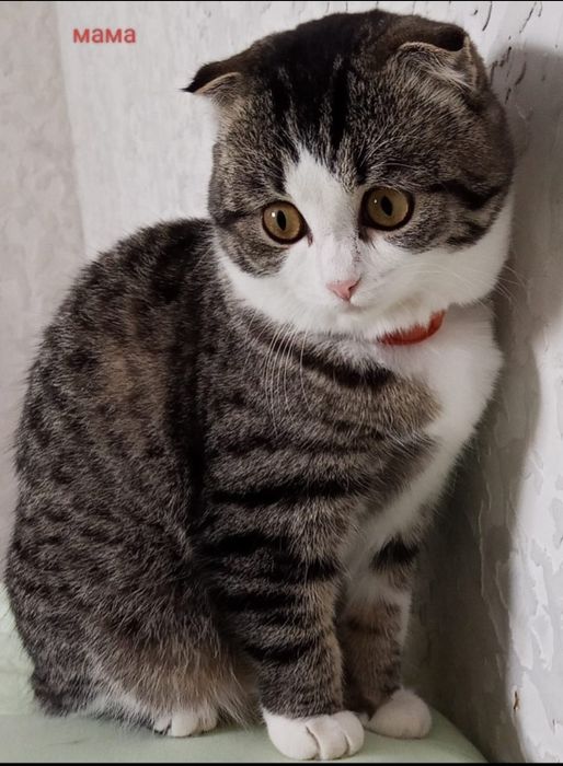 Отдам троих котят
