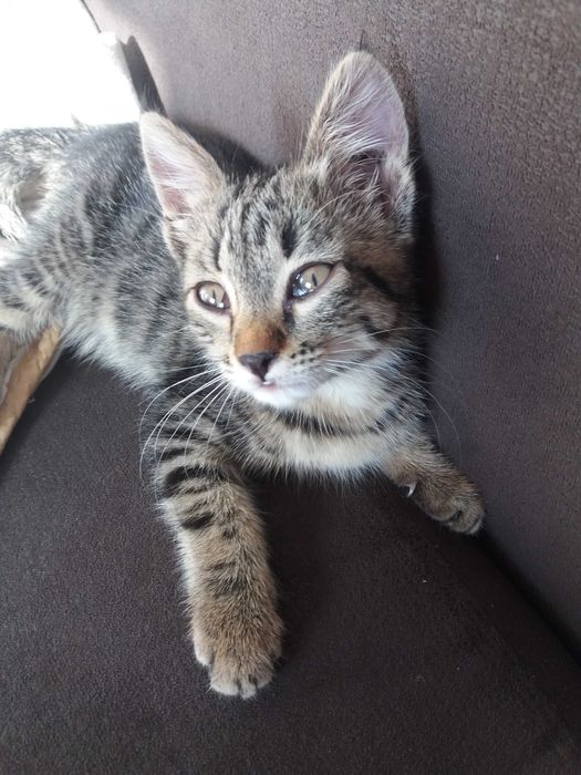 Отдам котенка в добрые руки