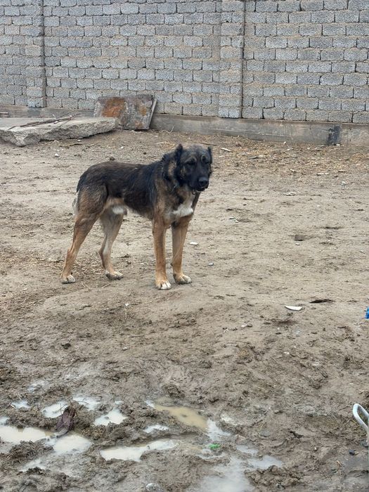 Собака Тобеттттт