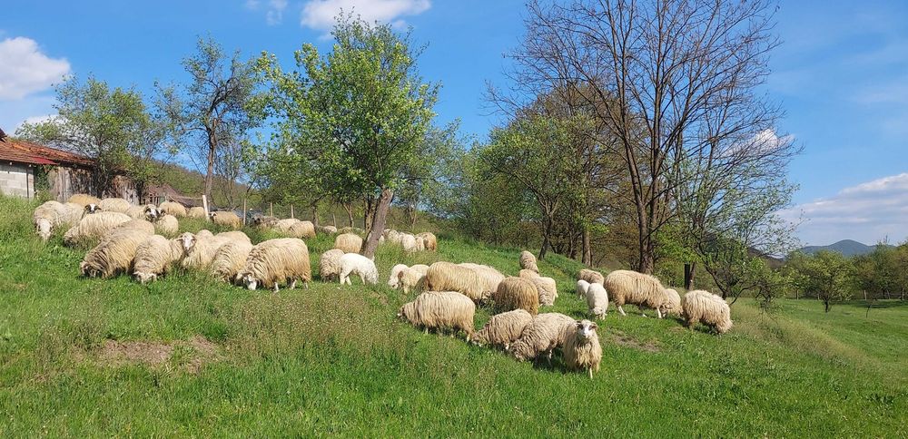 Oi  fătătoare  toate