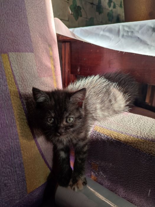 Котята отдам бесплатно