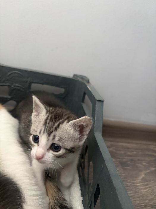 Отдам котят бесплатно