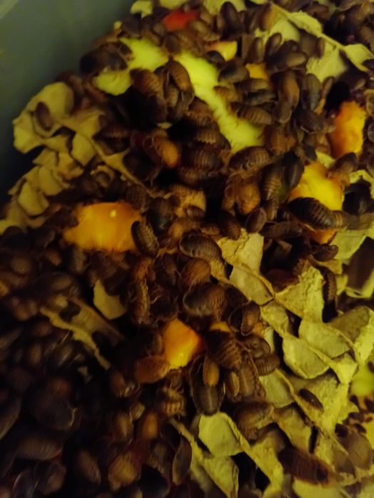 Hrana reptile blaptica dubia